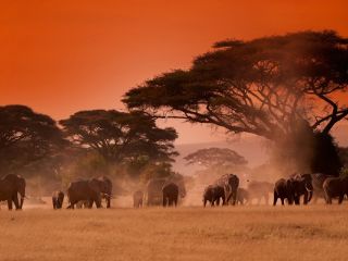 Africa